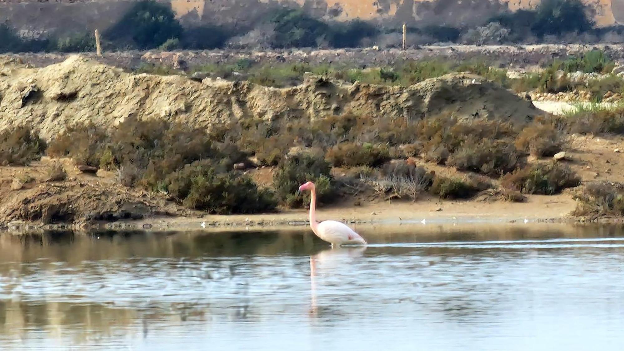 Flamingos View Apartment In Cabo De Gata El Pozo del Cabo Екстер'єр фото